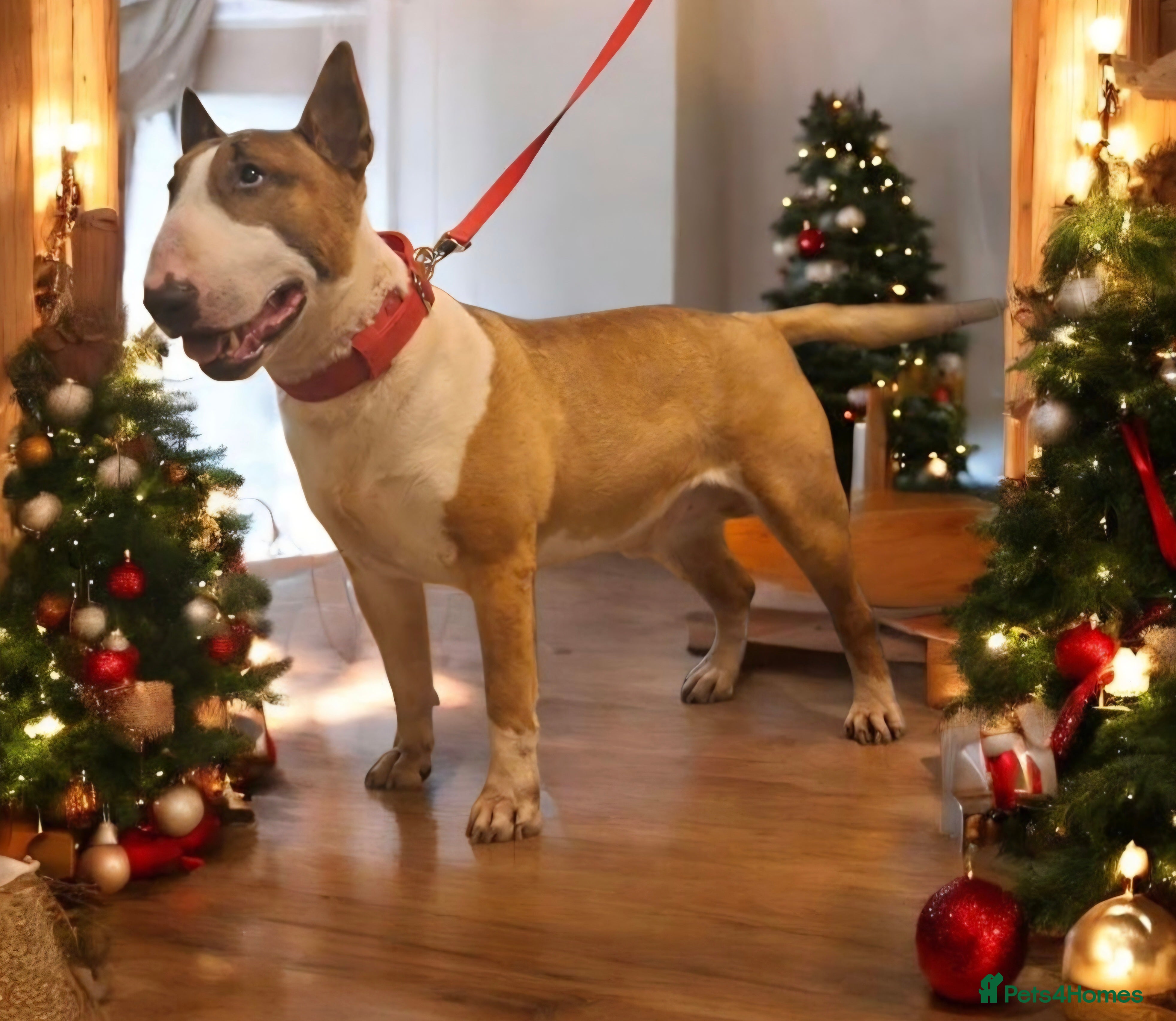English Bull Terrier dogs Bull terrier at stud  fully health tested  - Advert 18