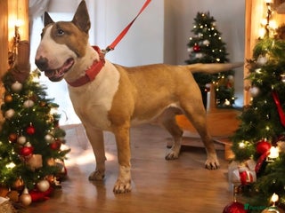 English Bull Terrier dogs Bull terrier at stud fully health tested - Advert 18