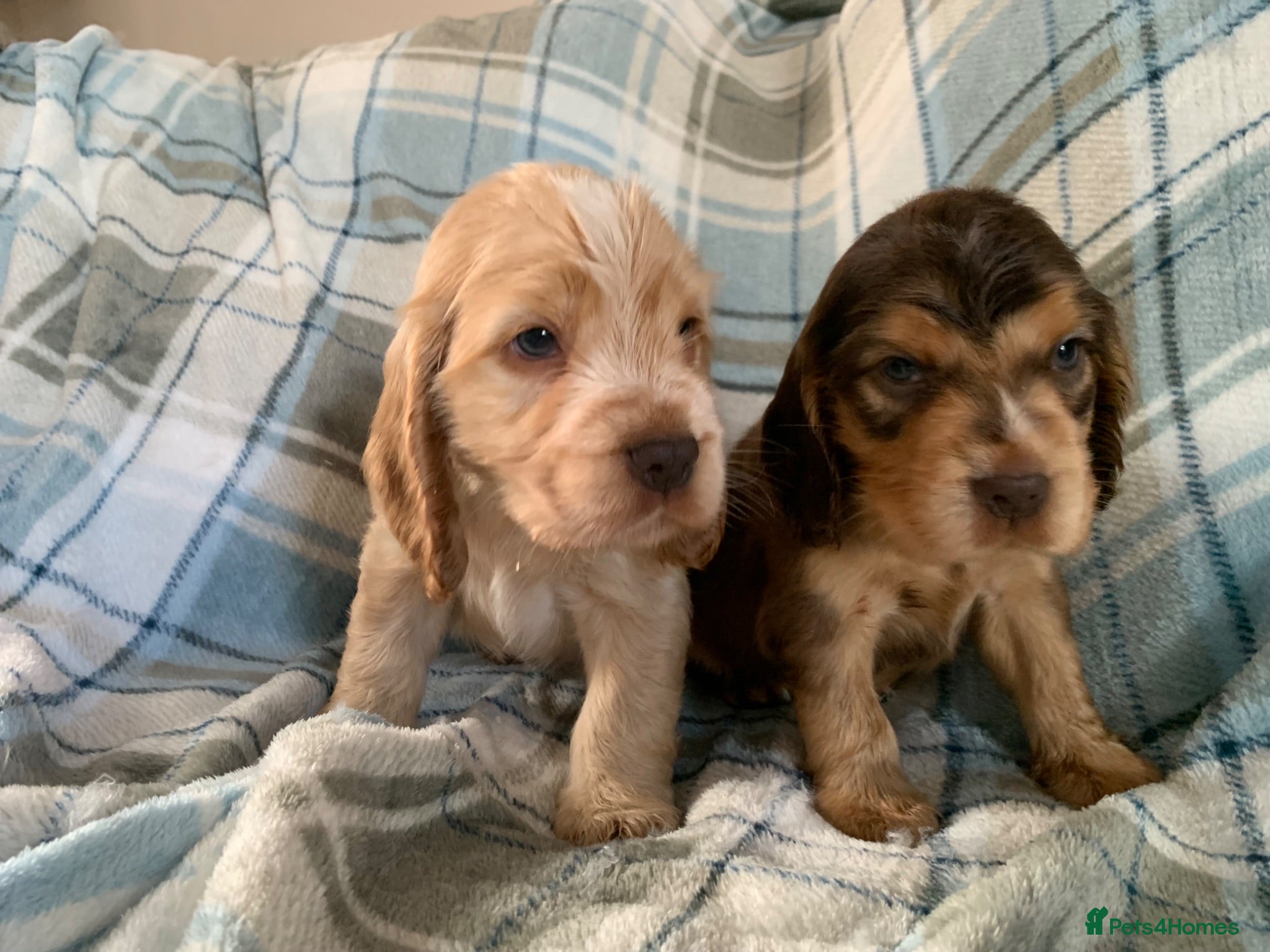 Cocker Spaniel dogs Show type cocker spaniel puppy’s  - Advert 2