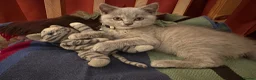 British Shorthair cats for sale: British Shorthair Kitten - Advert 15