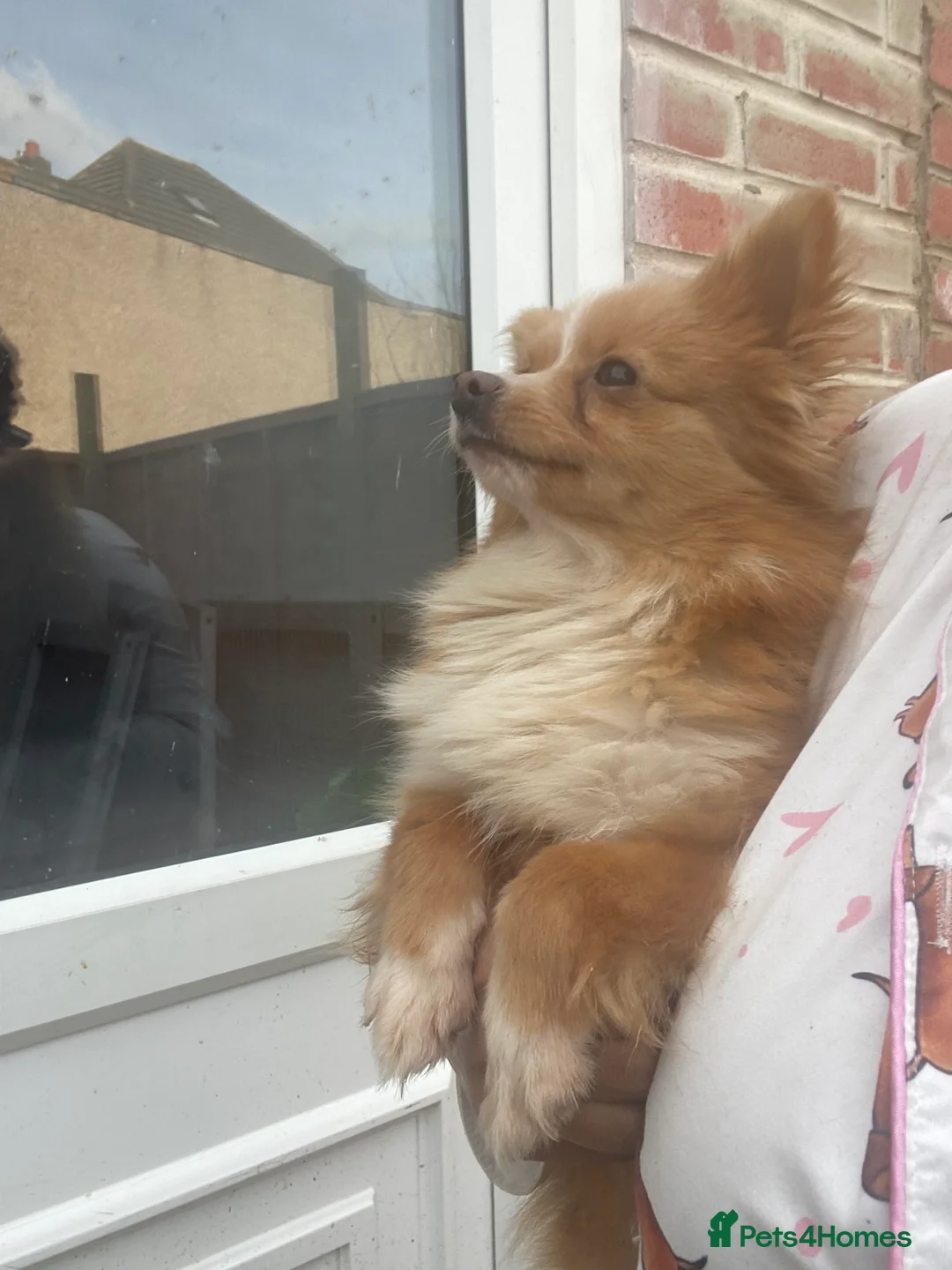 Pomeranian dogs for sale: 3 females for sale  - Advert 3