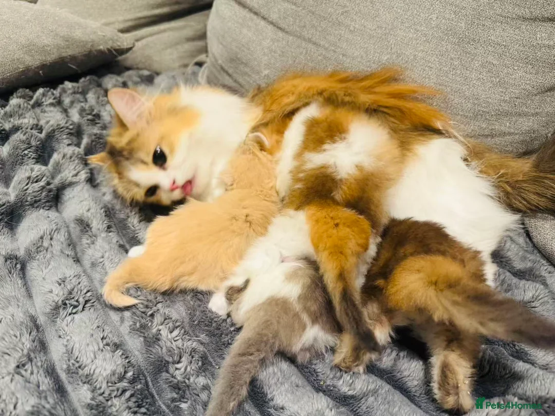 Munchkin cats for sale: Show-Quality Minuet Kittens – Rare in the UK - Advert 33