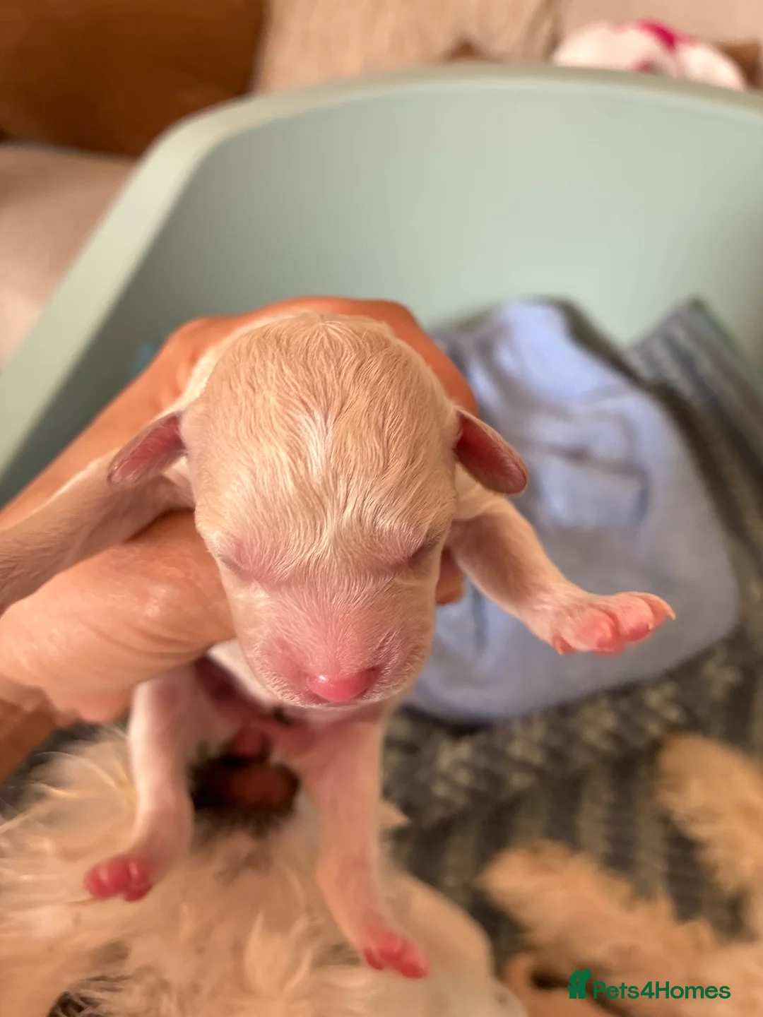 Mixed Breed dogs for sale: Daisypoo puppies  - Advert 2