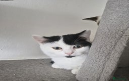 Selkirk Rex cats for sale: Tica reg  pedigree selkirk rex kittens ready now  - Advert 39