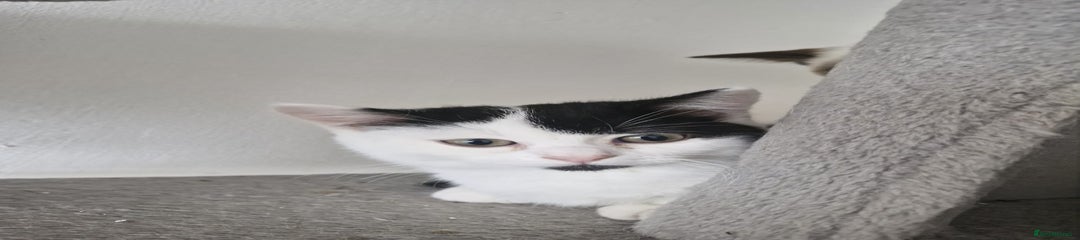 Selkirk Rex Kitten 1