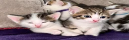 Mixed Breed cats for sale: Beautiful Tabby Mix Kittens  - Advert 2