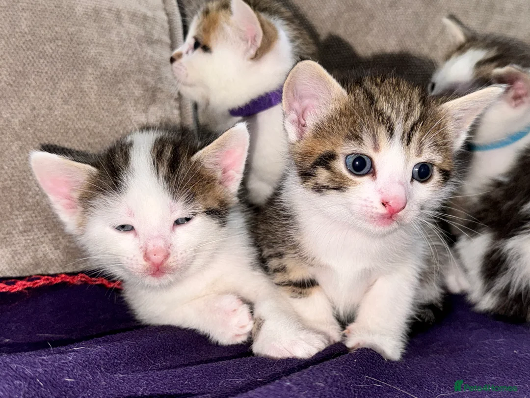 Mixed Breed cats for sale: Beautiful Tabby Mix Kittens  - Advert 2