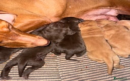 Hungarian Vizsla dogs for sale: Hungarian vizsla pups top quality pups  - Image 16