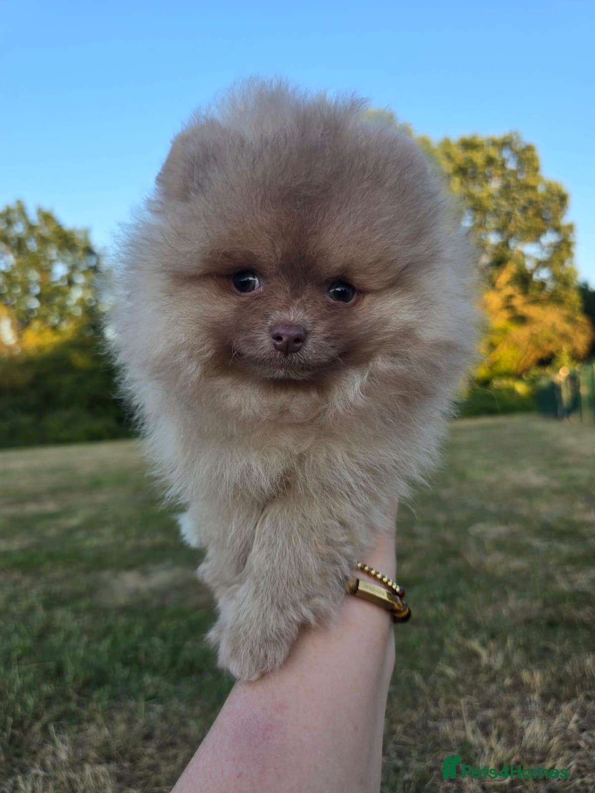 Pomeranian dogs Very small pomeranian 2girls left beaver lilac&tan - Advert 3
