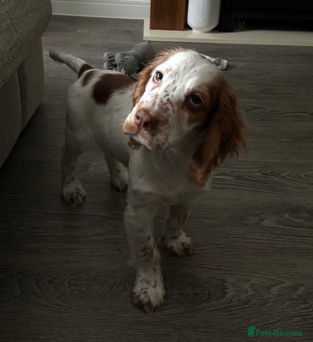 Cocker Spaniel dogs for sale: 16 Week old male cocker spaniel  - Advert 6