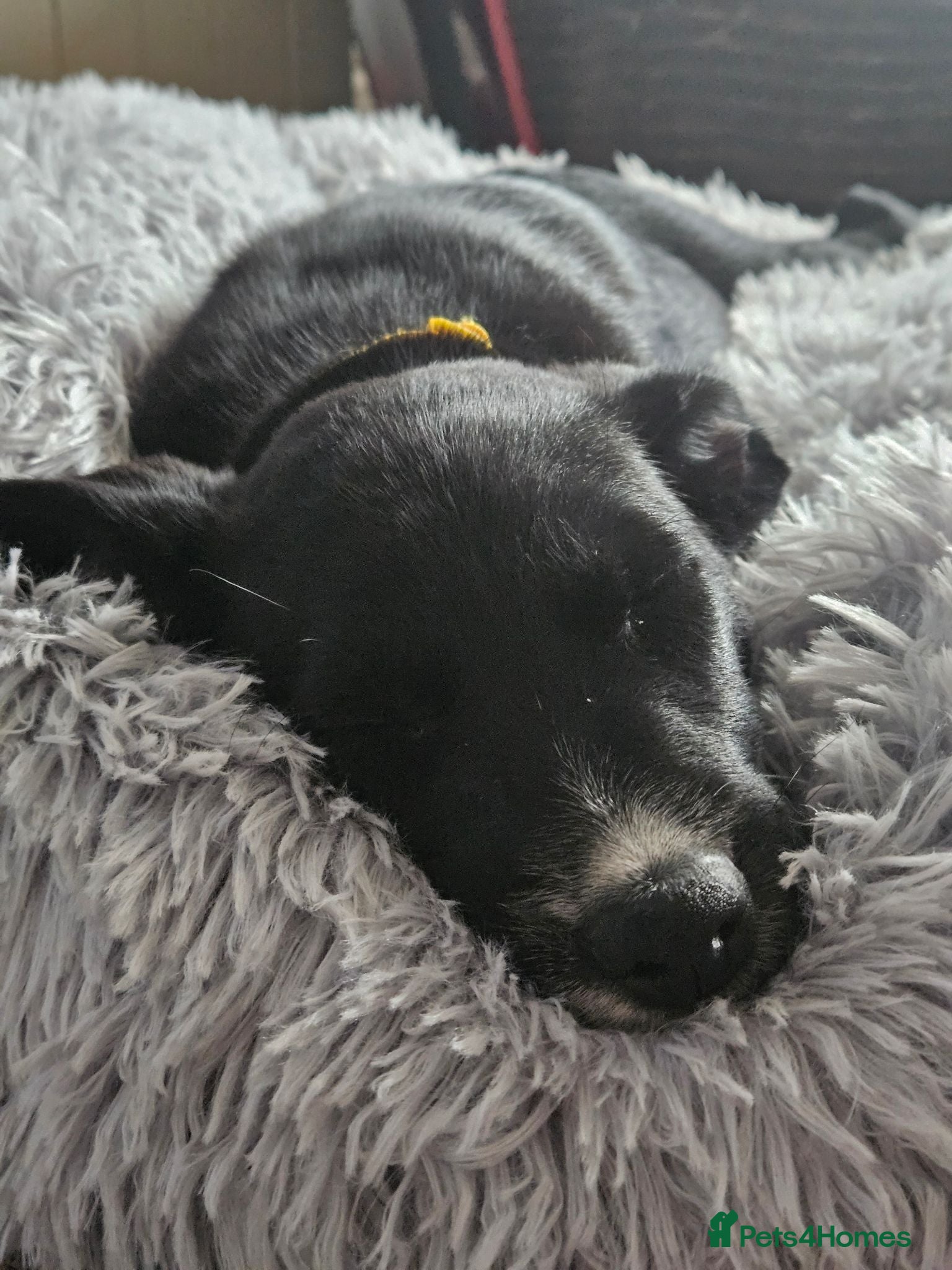 Border Collie dogs Border Collie Puppies - Only 1 left - Advert 17