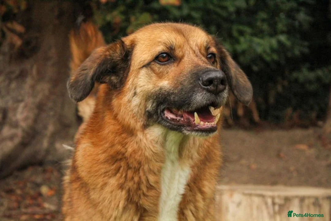Mixed Breed dogs for adoption: Aladdin is looking for his forever home! - Advert 5