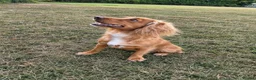 Cocker Spaniel dogs for sale: Fully Health Tested KC Reg Working Cocker Spaniels in Sheffield - Advert 8
