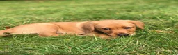 Labrador Retriever dogs for sale: Dark fox red Labrador Retriever Puppies For Sale  in Corwen - Advert 9