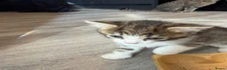 British Shorthair cats for sale: Two cute adorable kittens  - Advert 5