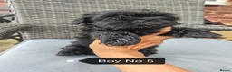 Shih Tzu dogs for sale: Shih Tzu puppies ready to leave:29/06 - Advert 10