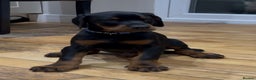 Dobermann dogs for sale: KC champion bloodline Doberman pups  - Advert 7