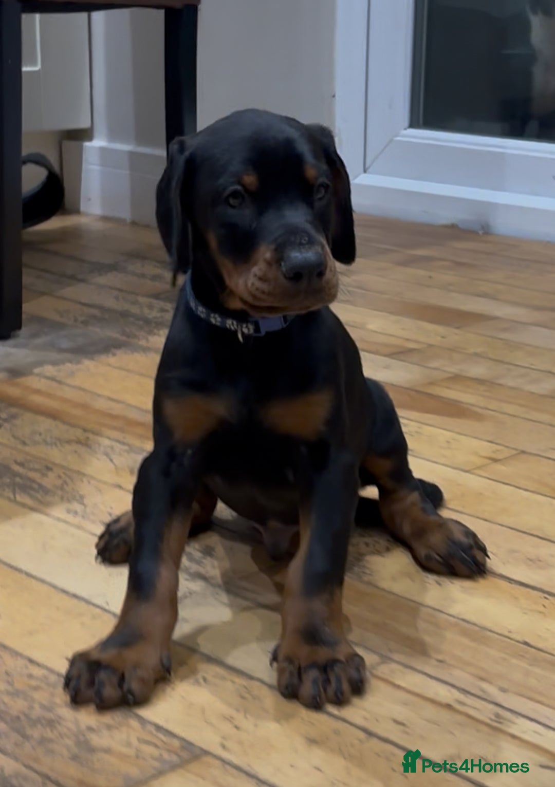 Dobermann dogs for sale: KC champion bloodline Doberman pups  - Advert 7