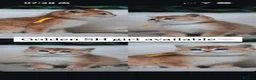 British Shorthair cats for sale: Vet bred Teddybear Lap cats GCCF - Advert 9
