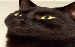Domestic Shorthair cats for sale: 2 year old male cat - Image 1