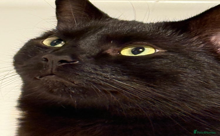 Domestic Shorthair cats - Advert 12