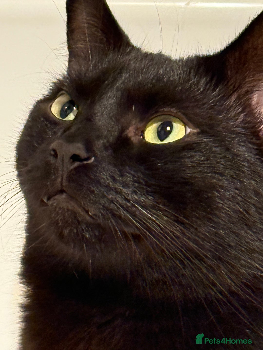 Domestic Shorthair cats for sale: 2 year old male cat - Image 1