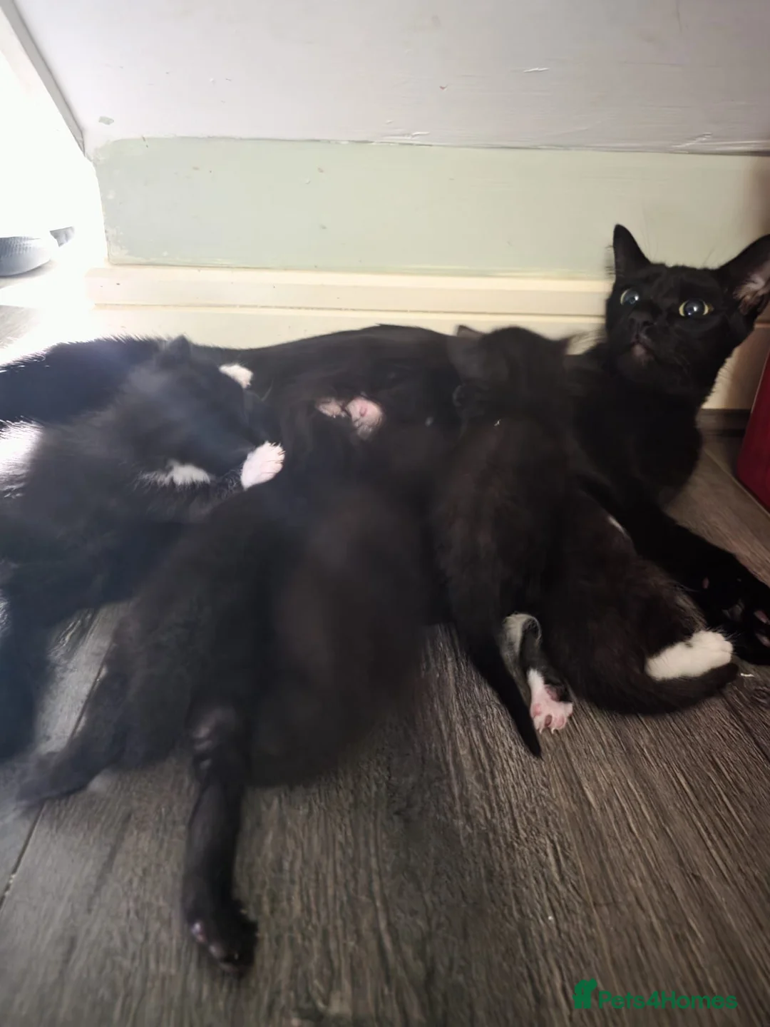 Mixed Breed cats for sale: Kittens for sale  - Advert 2