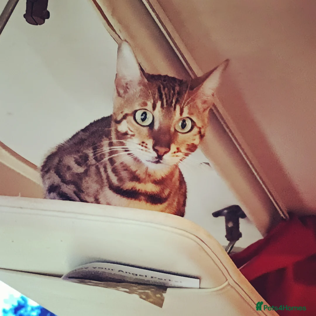 Bengal cats for sale: Cuddly affectionate lapcat - Advert 2