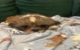 Shih Tzu dogs for sale: Puppies shih tzu - Image 4