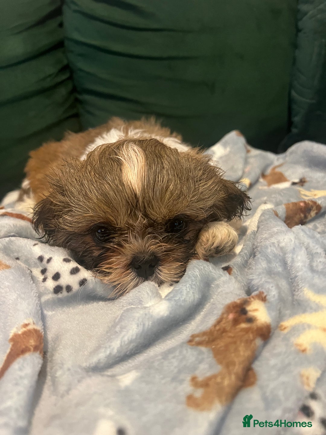 Shih Tzu dogs for sale: Puppies shih tzu - Image 4