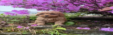 Cavapoo Puppy 5