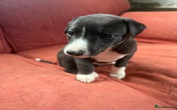 Mixed Breed dogs for sale: Whippet x greyhound puppies  - Image 28