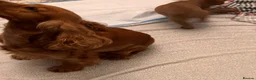 Cocker Spaniel dogs for sale: Red Show Type Cocker Spaniel puppies  - Advert 19