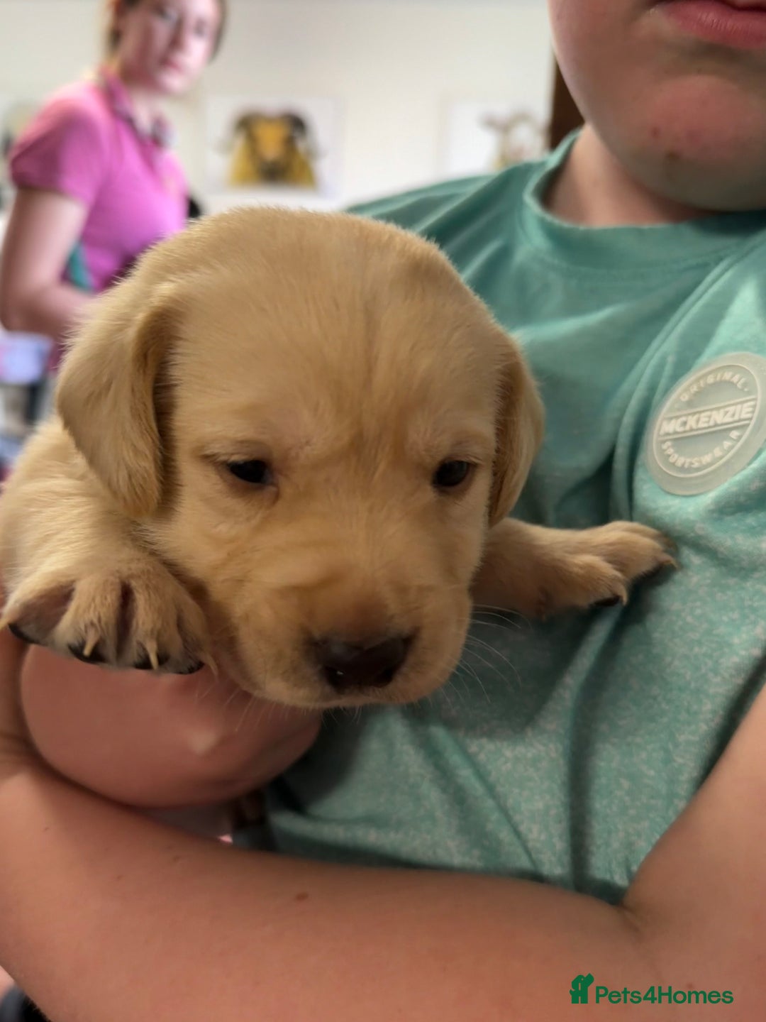 Labrador Retriever dogs for sale: ✨KC reg Lab puppies from health tested parents✨ - Image 7