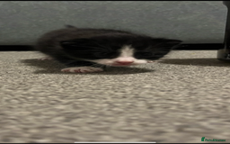 Domestic Shorthair cats for sale: 2 kittens for sale  - Image 4