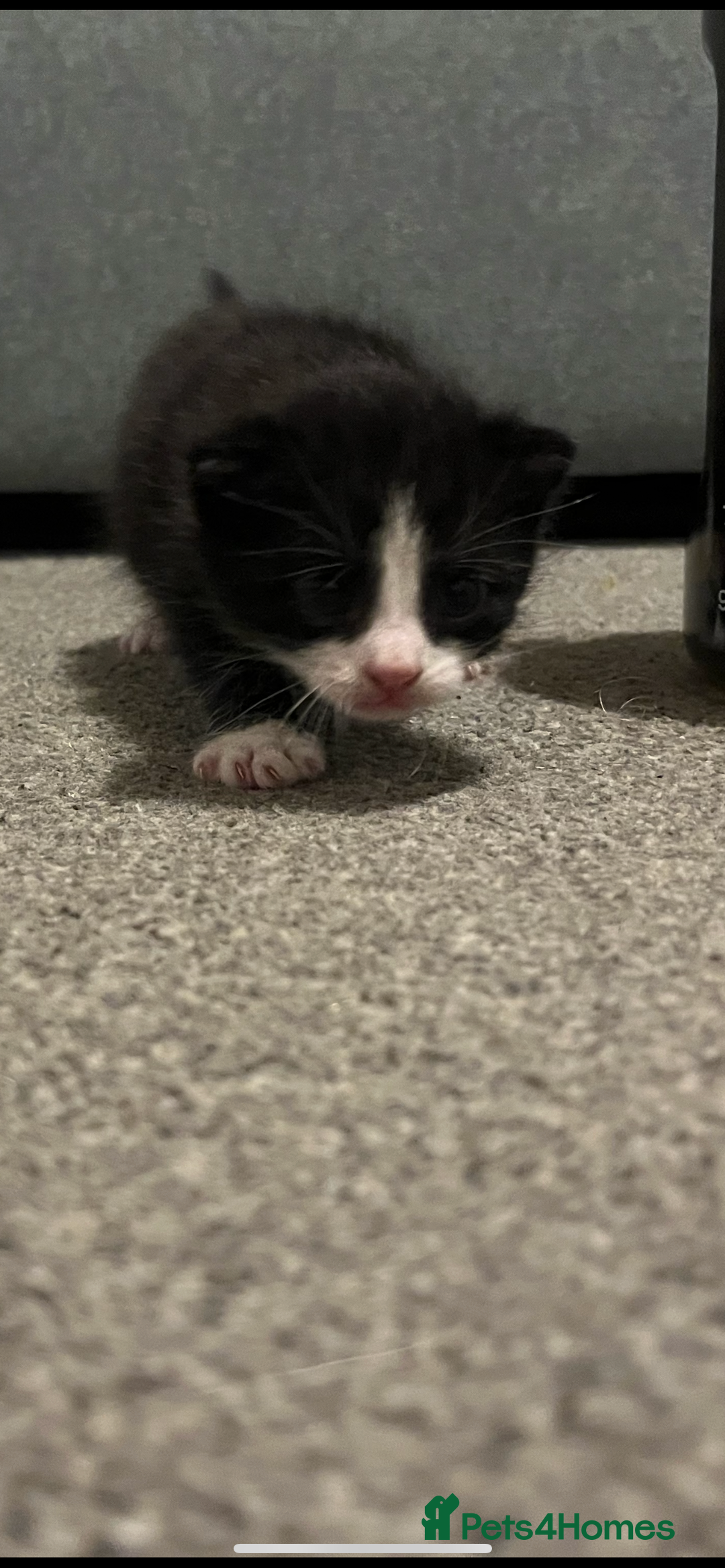 Domestic Shorthair cats for sale: 2 kittens for sale  - Image 4