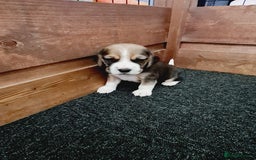 Beagle dogs for sale: Loyal Beagle Puppies Leaving Soon. - Image 6