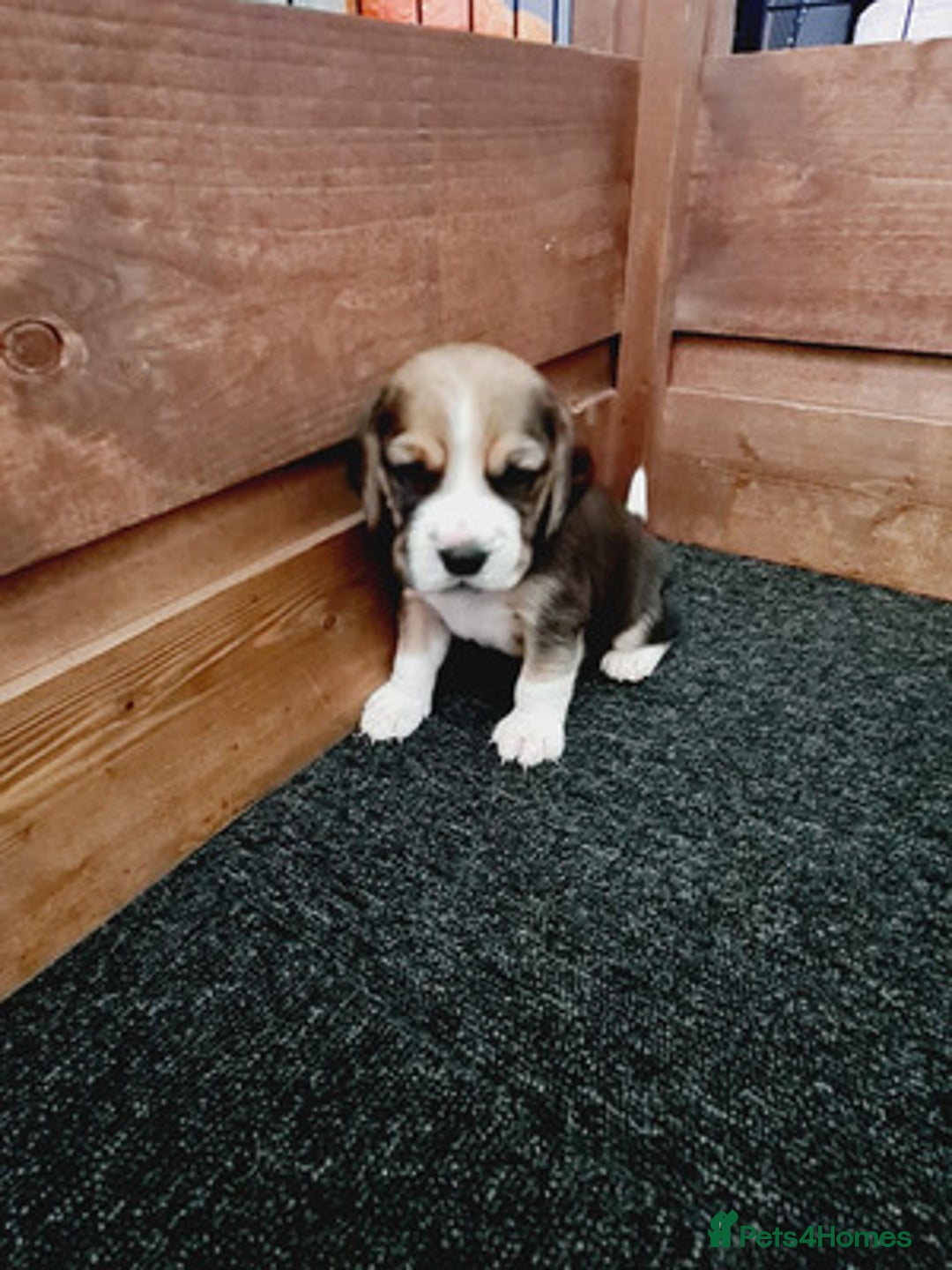 Beagle dogs for sale: Loyal Beagle Puppies Leaving Soon. - Image 6