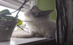 Ragdoll cats for sale: ♥️Beautiful Ragdoll Kittens ❤️😻😻😻 - Image 5
