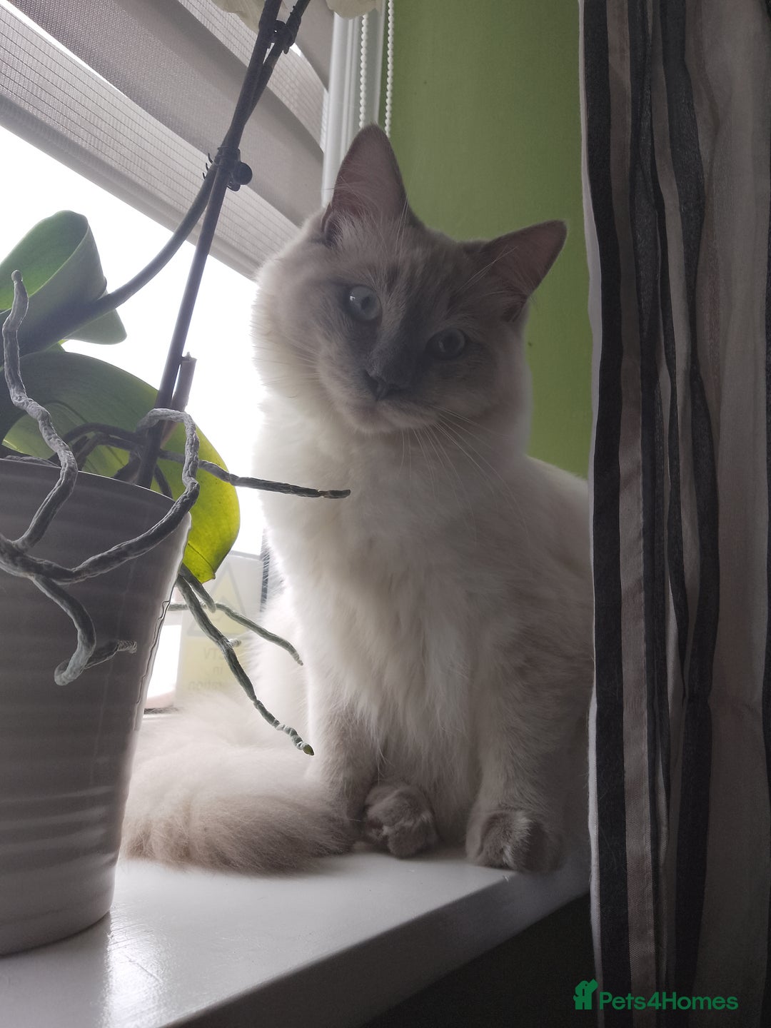 Ragdoll cats for sale: ♥️Beautiful Ragdoll Kittens ❤️😻😻😻 - Image 5