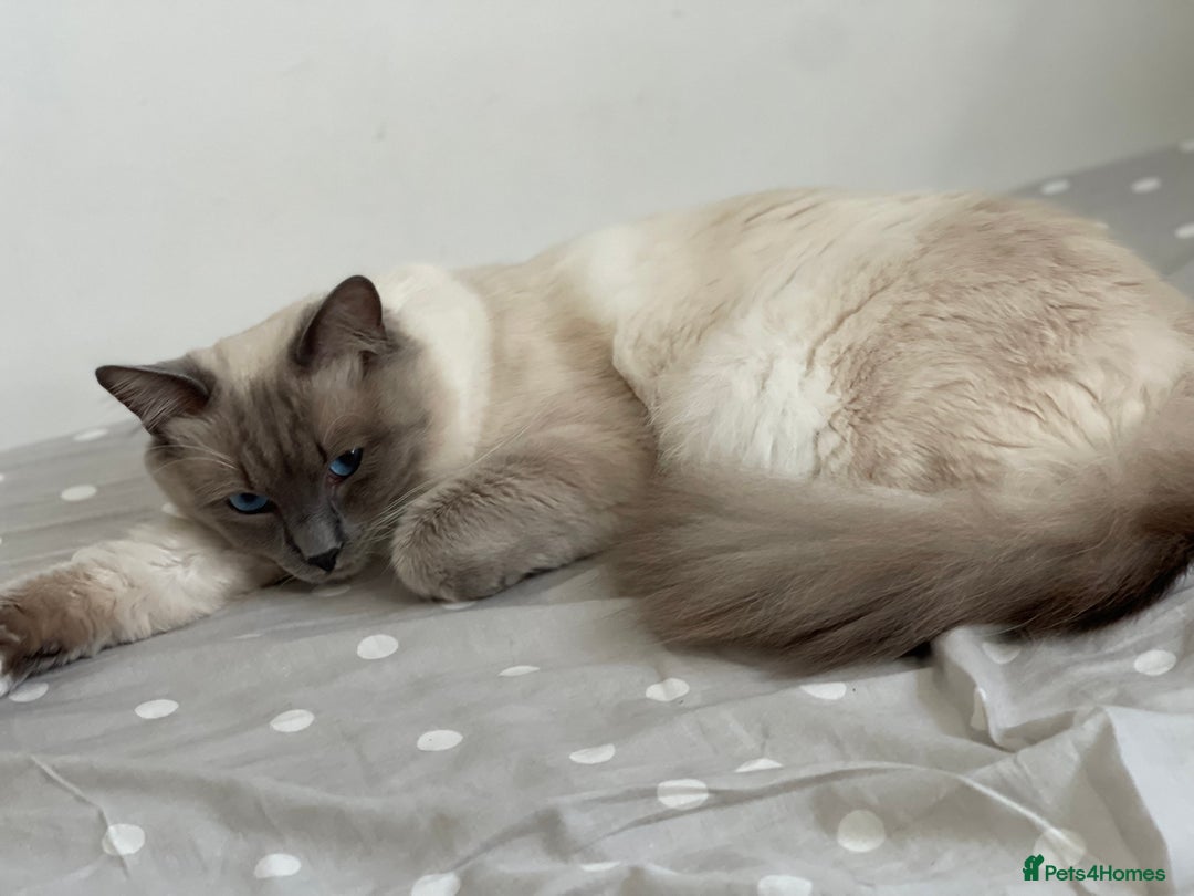 Ragdoll cats for sale: Ragdoll adults Purebred pedigree 5 generations  - Image 3