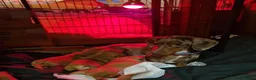 Miniature Dachshund dogs for sale: miniature dachshunds - Advert 4
