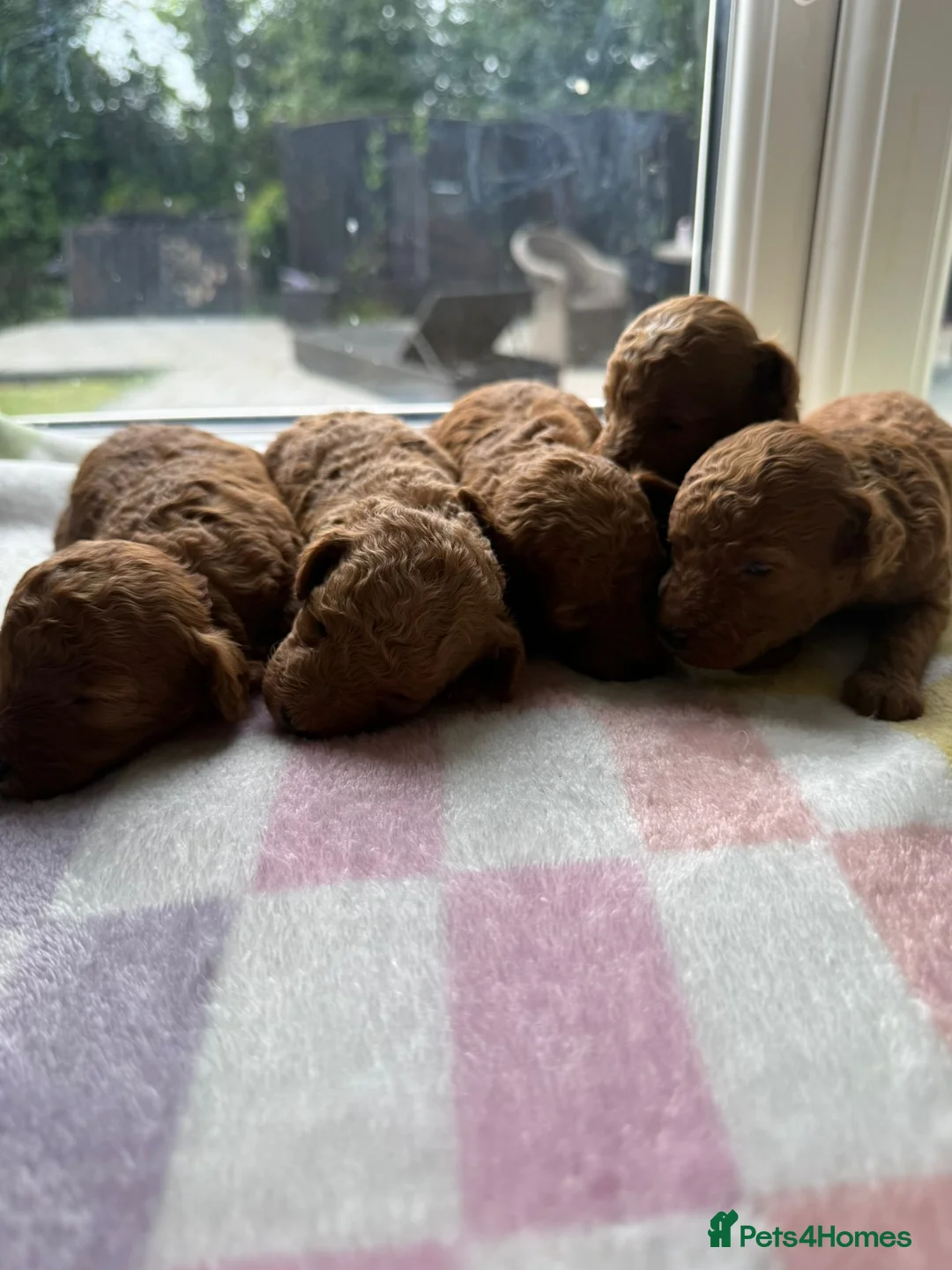 Toy Poodle dogs for sale: BEAUTIFUL KENNEL CLUB REG!! TOY POODLE - Advert 10