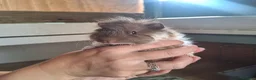 Guinea Pig rodents for sale: 8 weeks old  baby Guinea pigs  ready   - Advert 6
