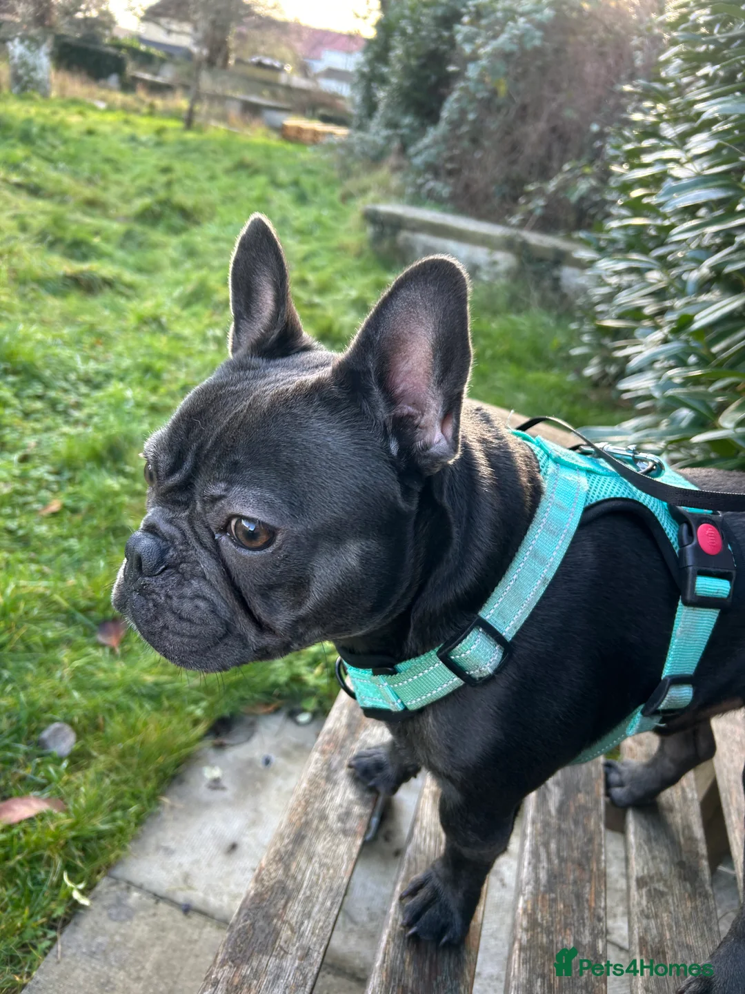 French Bulldog dogs for stud: Blue French Bulldog Stud Available – Aki 🐶💙 - Advert 2