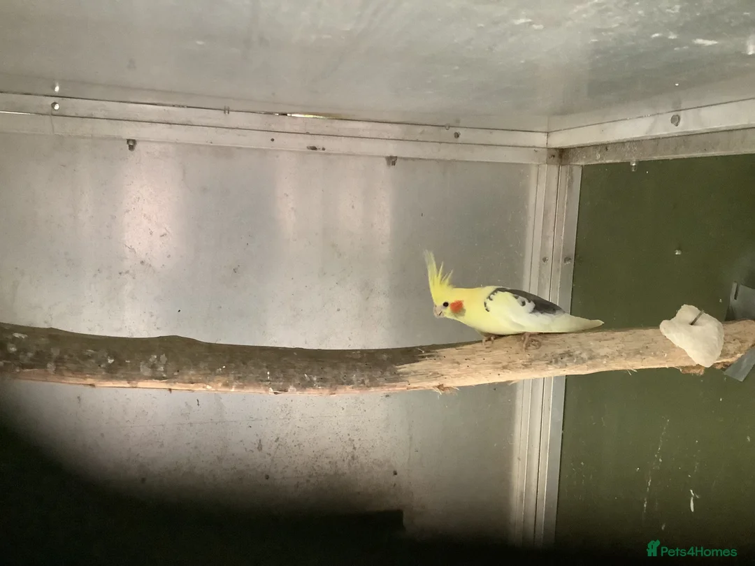 Cockatiels birds for sale: Male Pied Cockateil 2025 - Advert 9