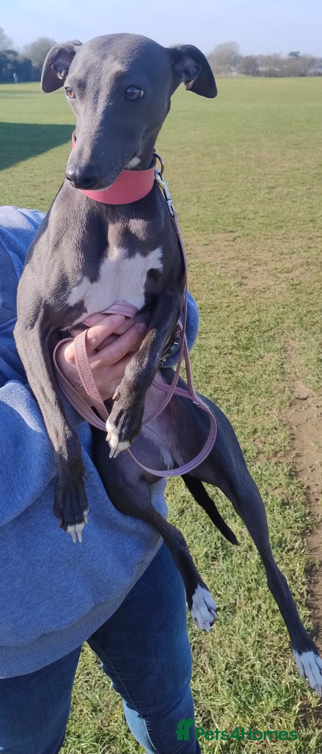 Whippet dogs for sale:  WHIPPET BABY'S (not kc reg) - Image 6