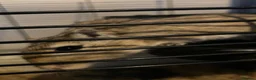 Gerbil rodents for sale: Two gerbils with cage in Redditch  in Redditch - Advert 2