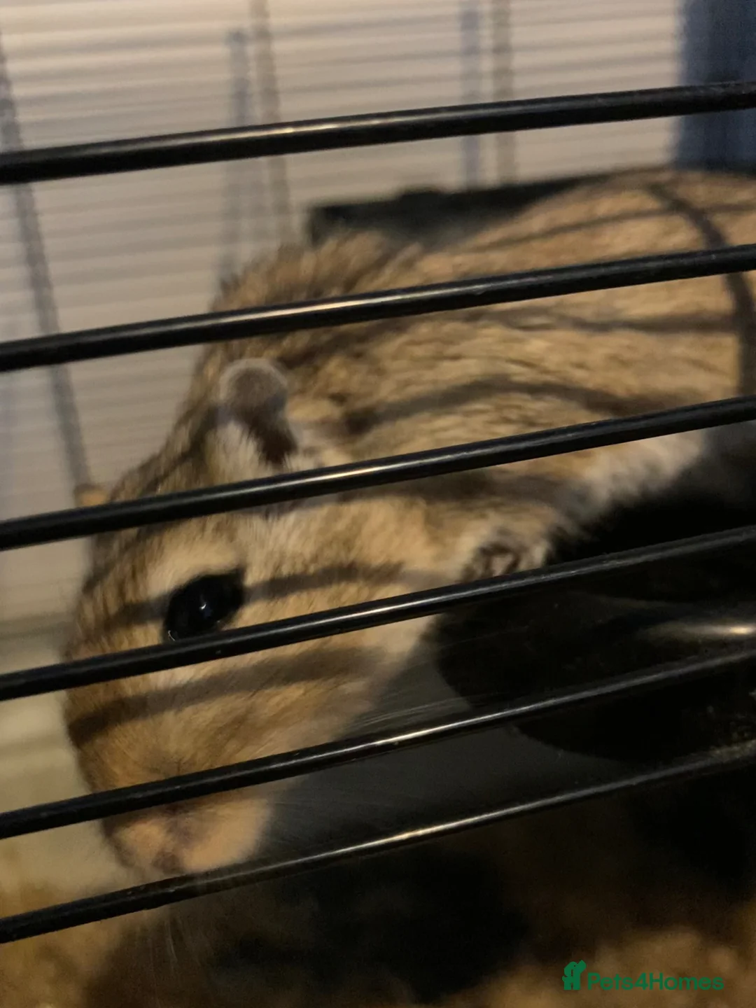 Gerbil rodents for sale: Two gerbils with cage in Redditch  in Redditch - Advert 2