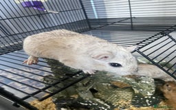 Gerbil rodents for sale: 5 male gerbals with cage for sale  - Image 5